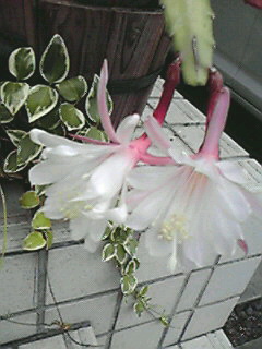 2010060806060000