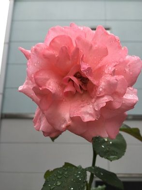 006