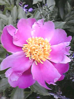 2010051516530001