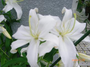 c089b471.jpg