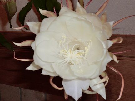 CIMG1052~1