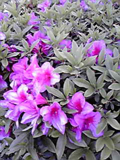 2010043005520000