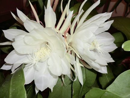 CIMG1242