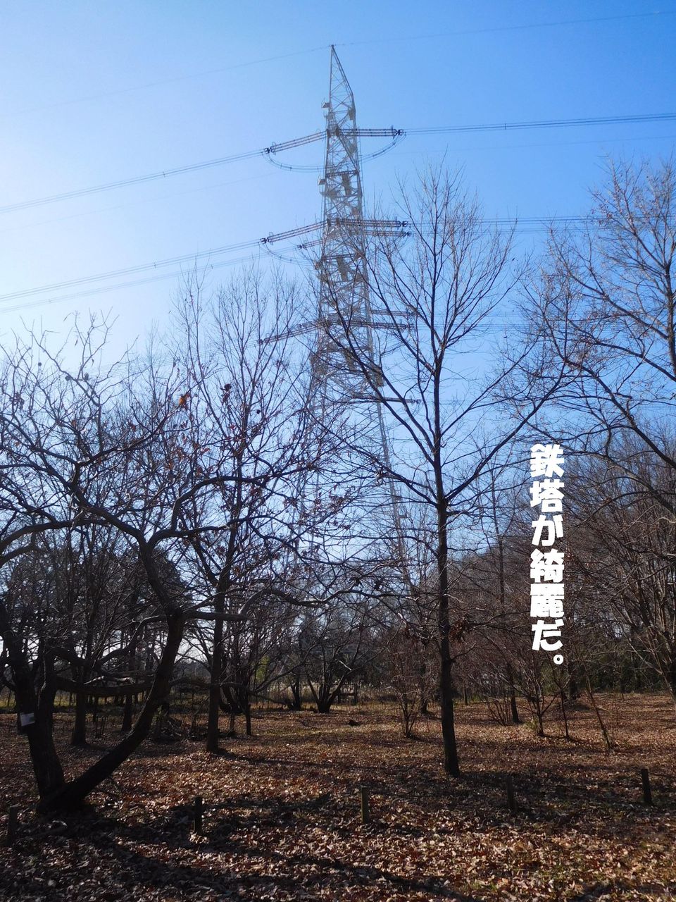 また、澄んだ青空をバックに奥 ...
