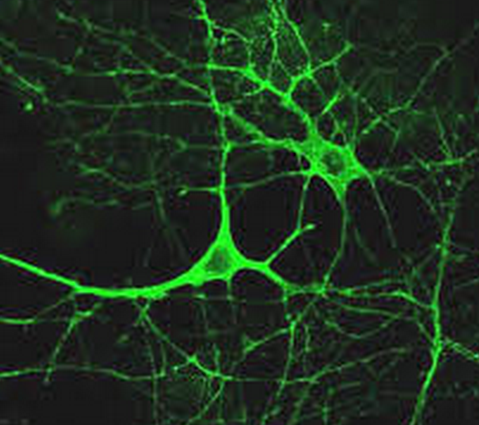 neural-circuit