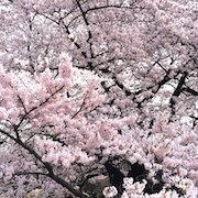 写真名