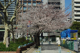お花見04-2012