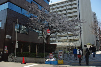 お花見08-2012