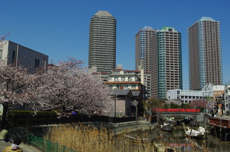 お花見02-2012