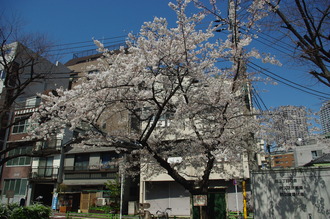 お花見03-2012