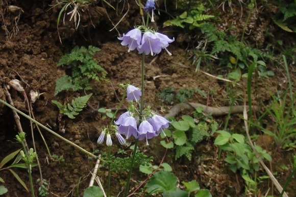 R-P9202718