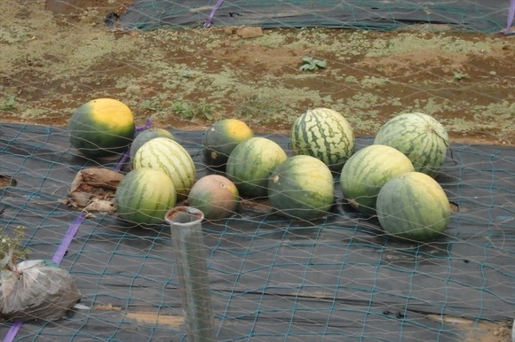 R-P9202715