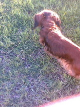 dog