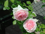 roses3