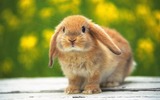 usagi