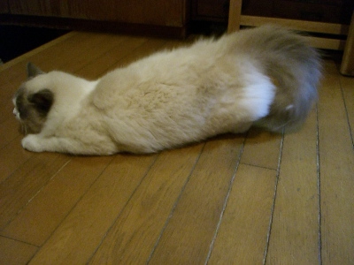小豆
