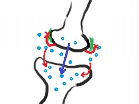 うつ病の脳 SSRI