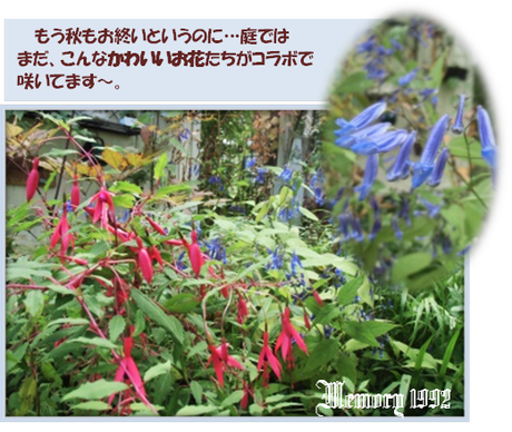可愛い花