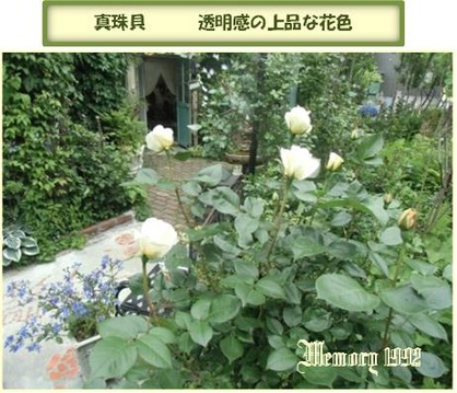真珠貝