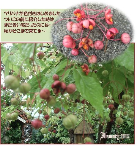 赤くなったツリバナ