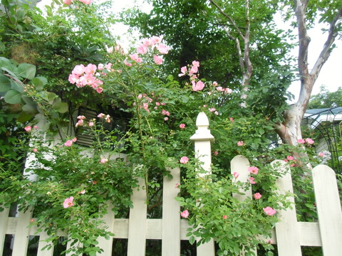 CIMG0547