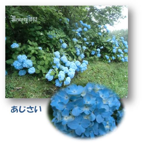 ブルーあじさい