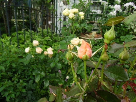CIMG0571