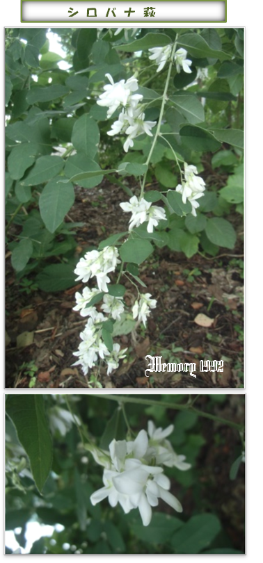白花萩