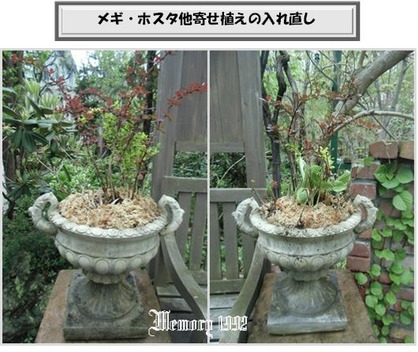 入れ直しメギ・ホスタ他の寄せ植え