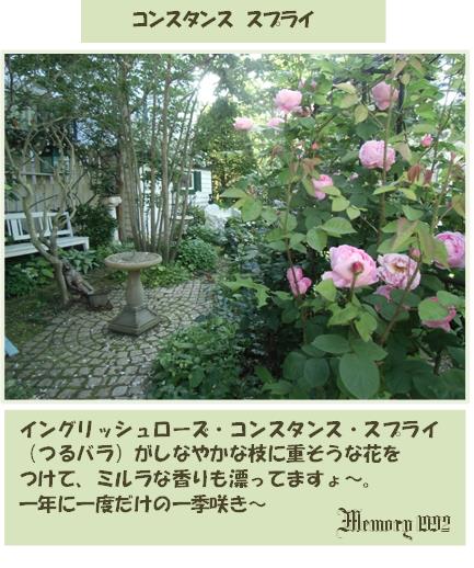 スプライコンスタンス・