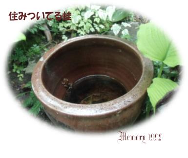 住みついた蛙