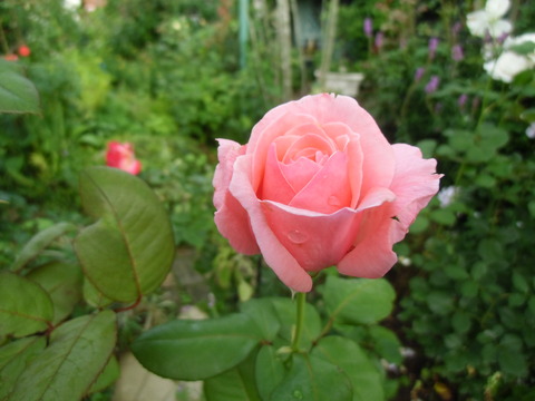 CIMG0554