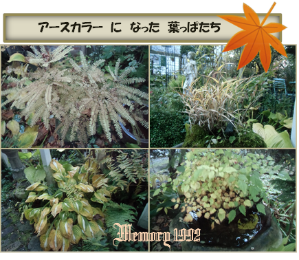 な葉っぱアースカラー