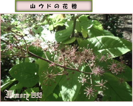 花穂山ウドの
