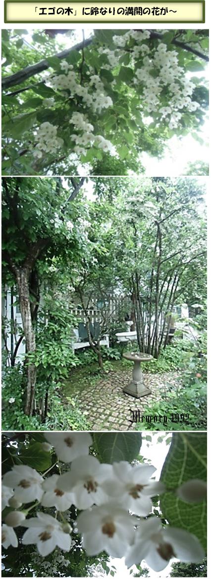 エゴノキに満開の花
