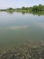 tanago (10)