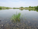 tanago (5)
