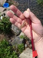tanago (9)