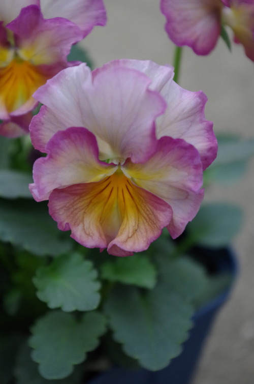 IMGP9786