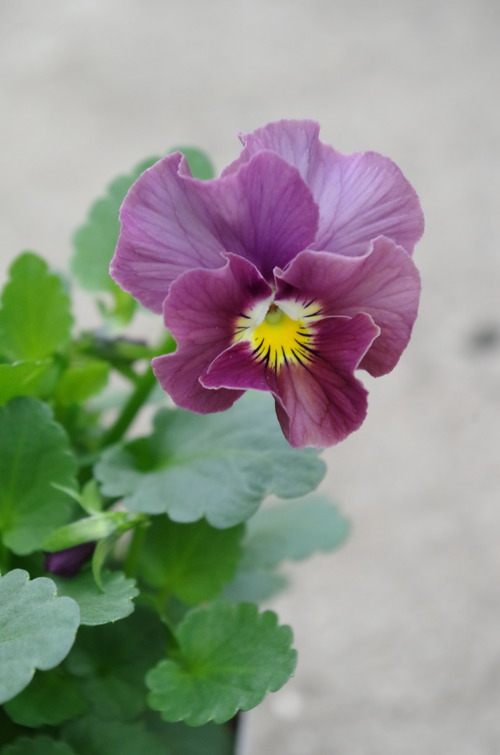 IMGP9793