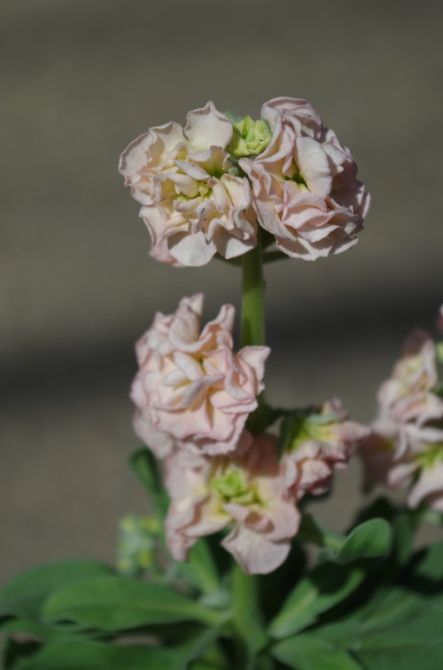 IMGP8050