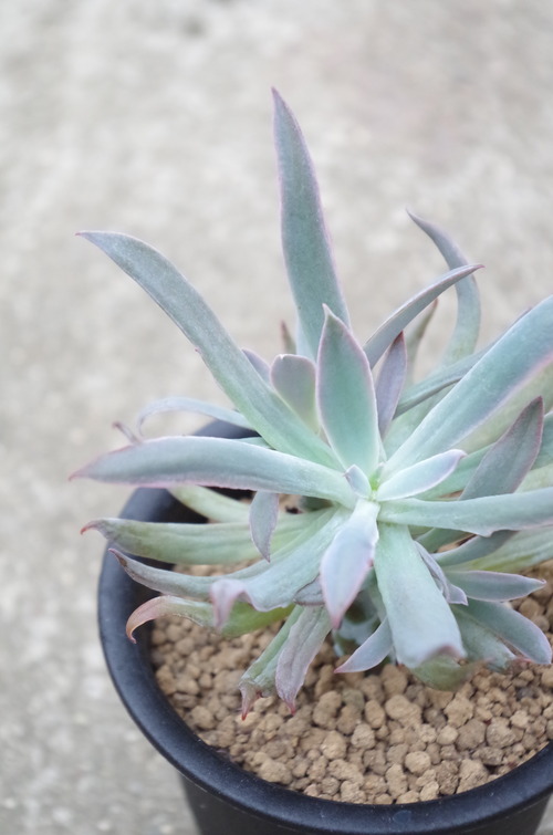 IMGP8139