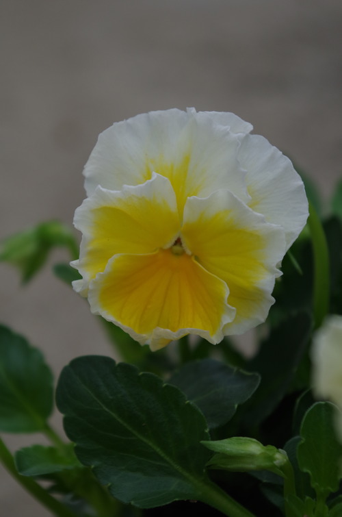 IMGP9787