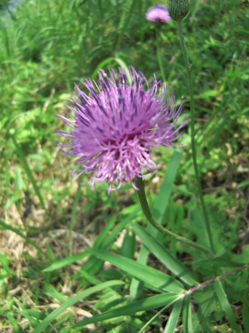 ケサランパサラン ケセラセラ…！！ : フラワーガーデン花音