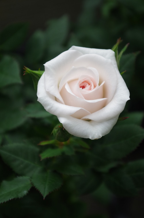 IMGP5226