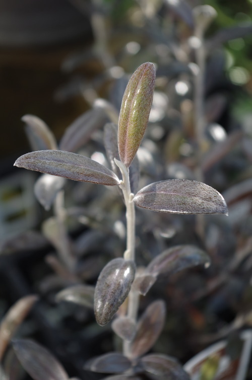 IMGP0297