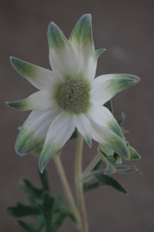 IMGP5197
