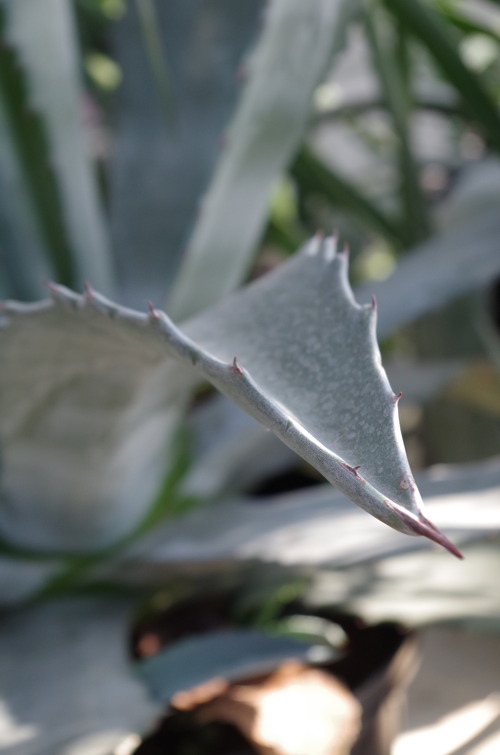 IMGP0299