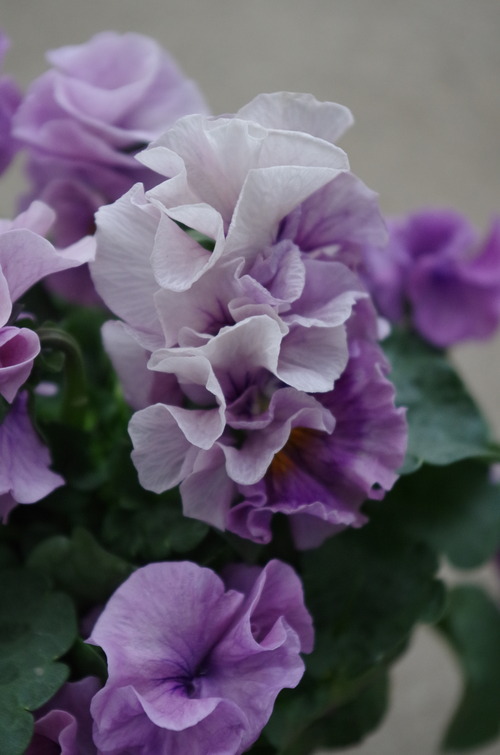 IMGP0335