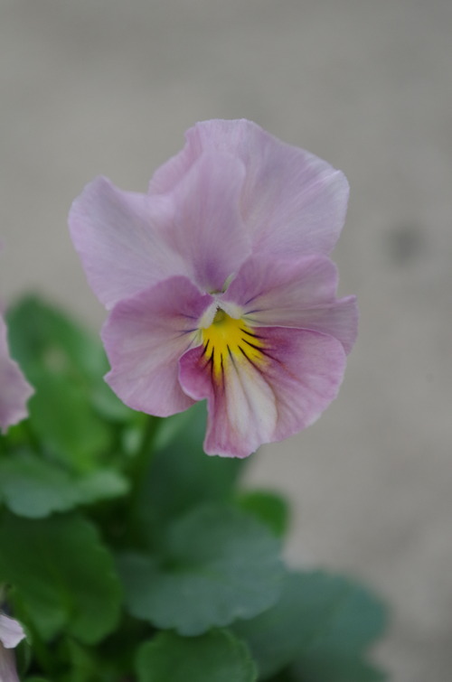 IMGP9794